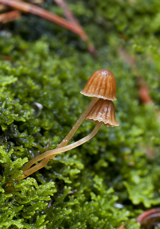 Galerina hypnorum